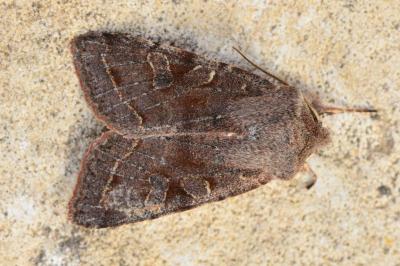 <i>Orthosia incerta</i>