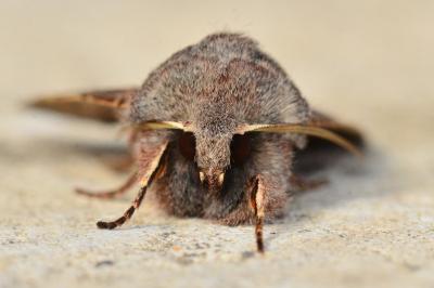 <i>Orthosia incerta</i>