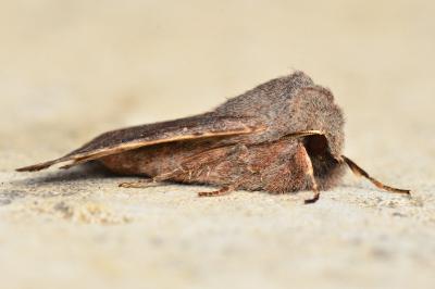 <i>Orthosia incerta</i>