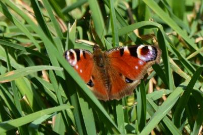 <i>Aglais io</i>