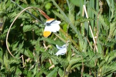 <i>Anthocharis cardamines</i>