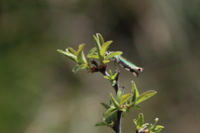 <i>Callophrys rubi</i>