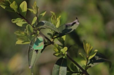 <i>Callophrys rubi</i>