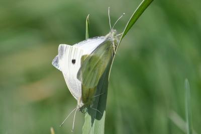 <i>Pieris rapae</i>