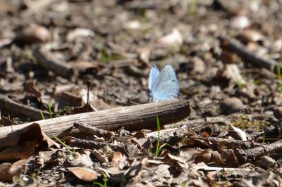 <i>Celastrina argiolus</i>