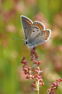 <i>Aricia agestis</i>