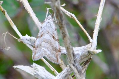 <i>Aplocera</i>