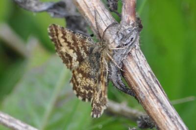 <i>Ematurga atomaria</i>