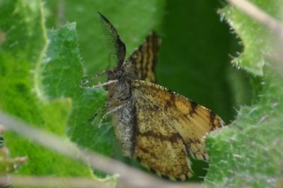<i>Ematurga atomaria</i>