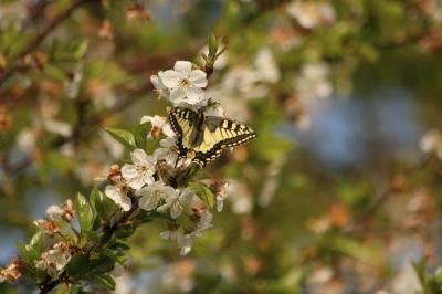 <i>Papilio machaon</i>