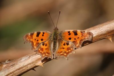 <i>Polygonia c-album</i>