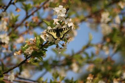 <i>Papilio machaon</i>