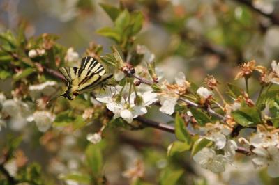 <i>Iphiclides podalirius</i>