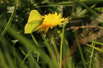 <i>Gonepteryx rhamni</i>