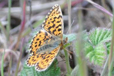 <i>Boloria dia</i>