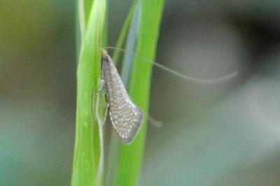 <i>Nematopogon adansoniella</i>
