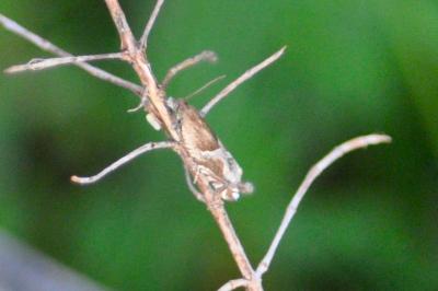 <i>Ancylis comptana</i>