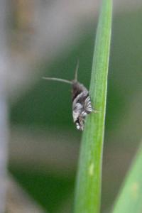 <i>Ancylis comptana</i>