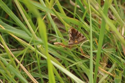 <i>Euclidia glyphica</i>