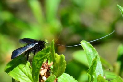 <i>Adela reaumurella</i>