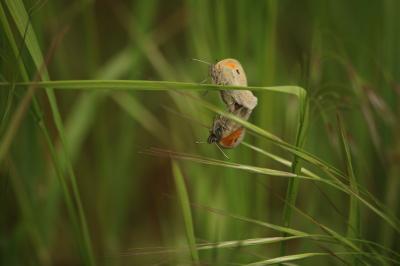 <i>Coenonympha pamphilus</i>