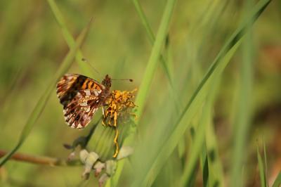 <i>Boloria dia</i>