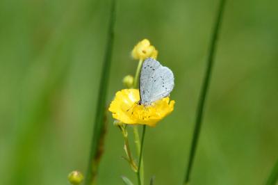 <i>Celastrina argiolus</i>