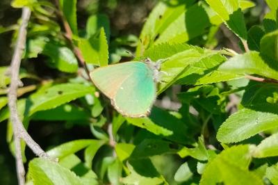 <i>Callophrys rubi</i>