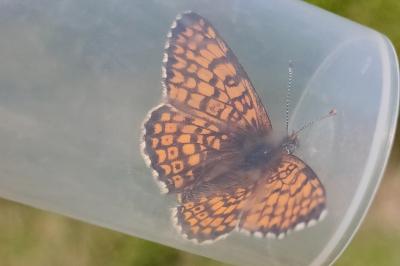 <i>Melitaea cinxia</i>