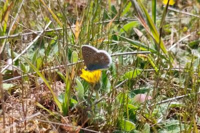 <i>Polyommatus icarus</i>