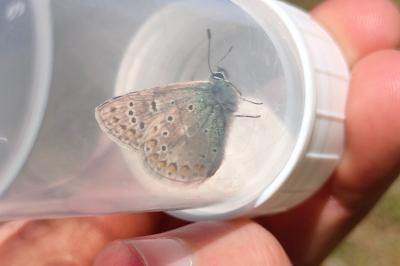 <i>Polyommatus icarus</i>