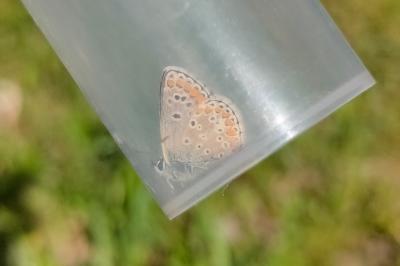 <i>Aricia agestis</i>