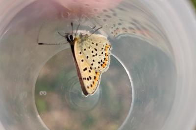 <i>Lycaena tityrus</i>