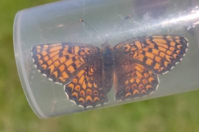 <i>Melitaea cinxia</i>