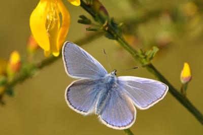 <i>Polyommatus icarus</i>