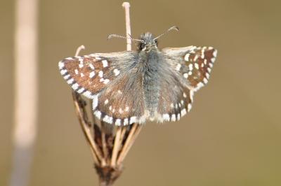 <i>Pyrgus malvae</i>