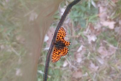 <i>Boloria dia</i>