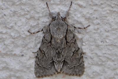 <i>Acronicta</i>