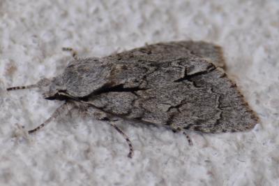 <i>Acronicta</i>