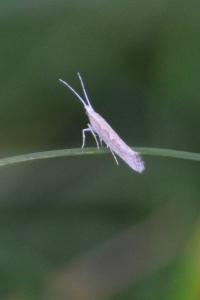 <i>Plutella xylostella</i>