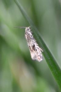 <i>Celypha lacunana</i>