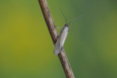 Glyphipterix fuscoviridella