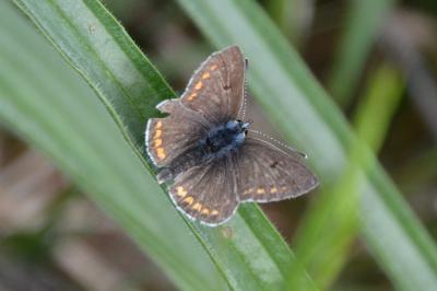 <i>Aricia agestis</i>