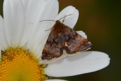 <i>Panemeria tenebrata</i>