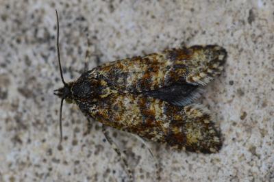 <i>Aethes margarotana</i>