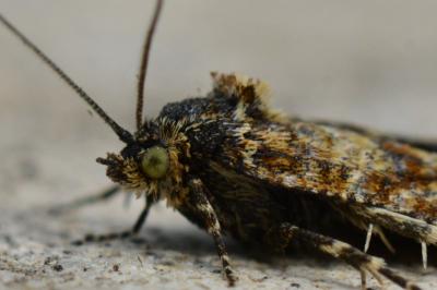<i>Aethes margarotana</i>