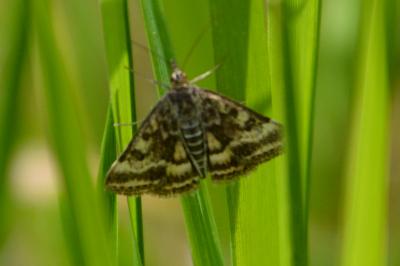Pyrausta despicata