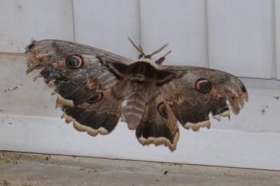 <i>Saturnia pyri</i>