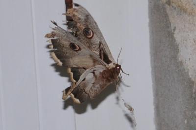 <i>Saturnia pyri</i>