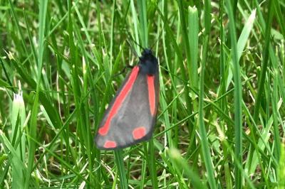 <i>Tyria jacobaeae</i>